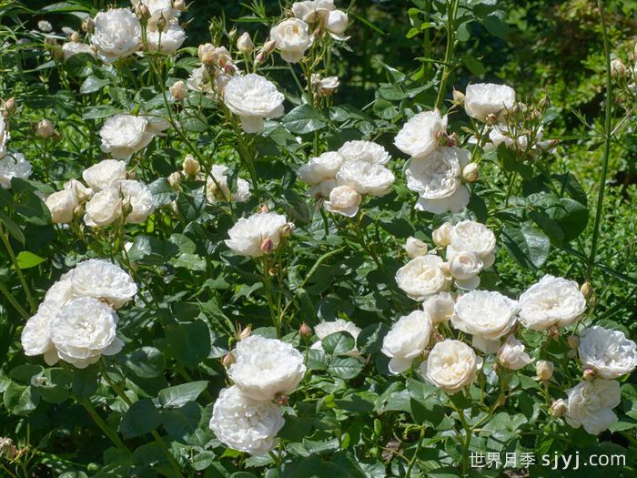 威廉和凯瑟琳月季William and Catherine(图4)