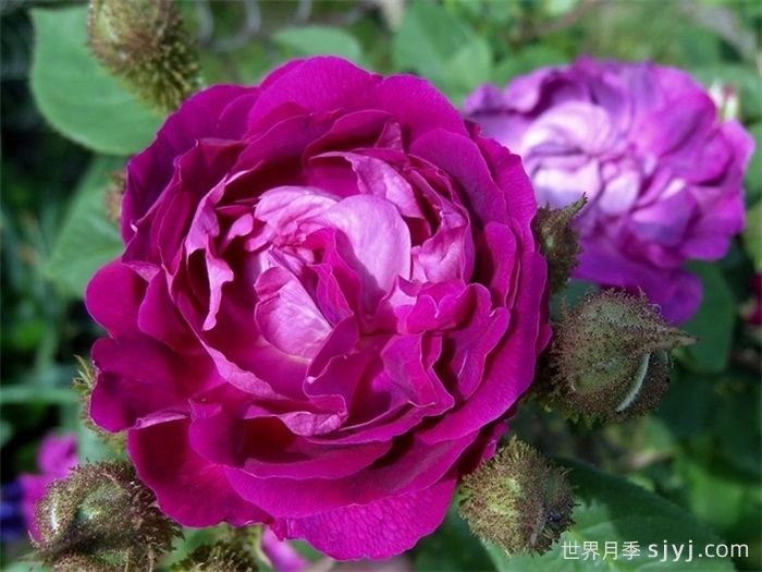 威廉洛布月季/威廉洛博/威廉罗伯/威廉罗布William Lobb(图2)