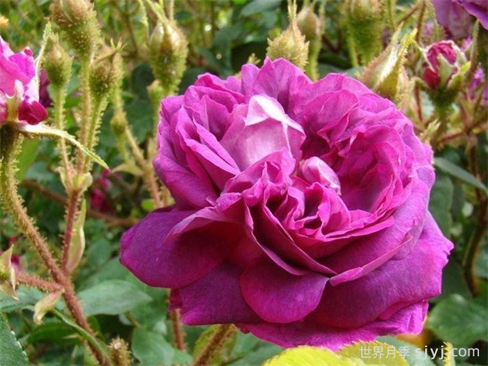 威廉洛布月季/威廉洛博/威廉罗伯/威廉罗布William Lobb(图1)