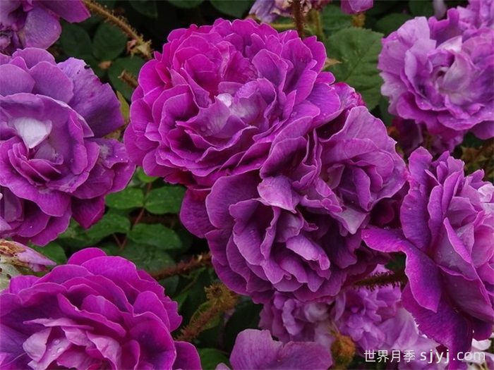 威廉洛布月季/威廉洛博/威廉罗伯/威廉罗布William Lobb(图3)