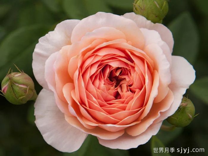 威廉莫里斯月季，灵动杏粉色，多季节开花(图1)