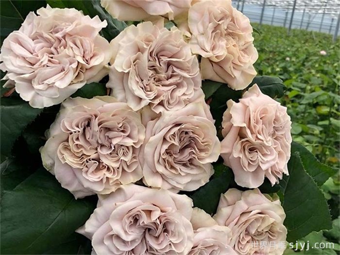 威斯敏斯特大教堂月季/西敏寺教堂/貂蝉Westminster Abbey(图1)