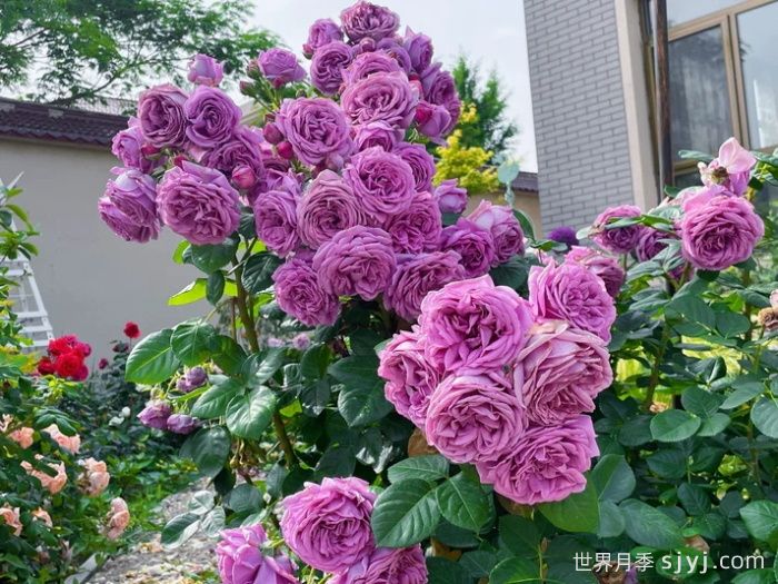 微蓝月季很勤花的一个月季品种(图1) 微蓝月季很勤花的一个月季品种(图1)