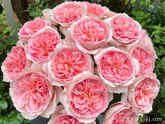 薇薇安月季(图1)