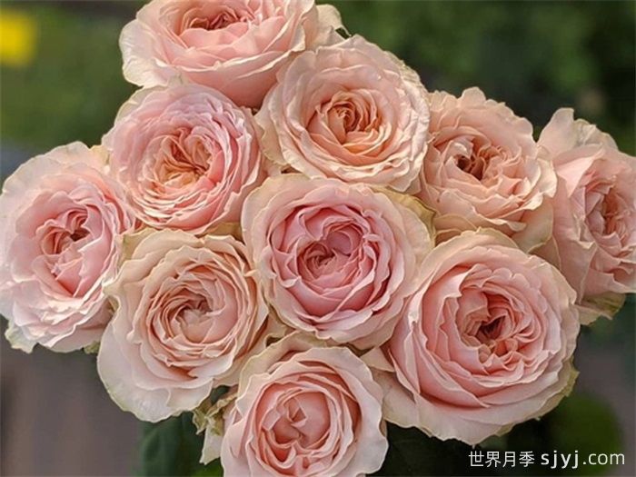 维多利亚梦想月季/维多利亚之梦Victorian Dream(图1)