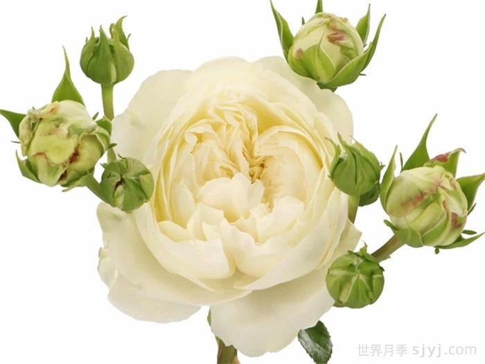 维多利亚夏天月季/维多利亚白/维多利亚之夏Victorian Summer(图2)