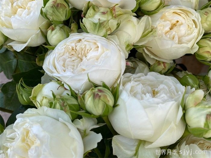 维多利亚夏天月季/维多利亚白/维多利亚之夏Victorian Summer(图1)