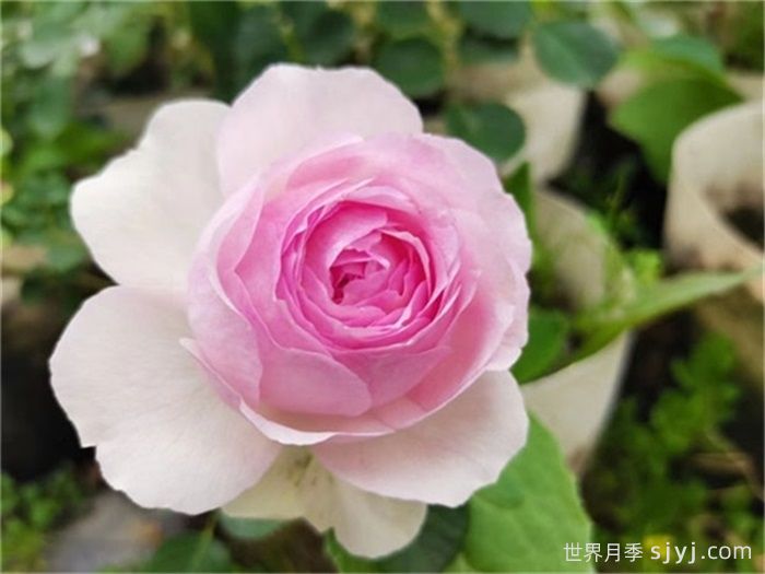 维萨里月季Vesalius(图1) 维萨里月季Vesalius(图1)