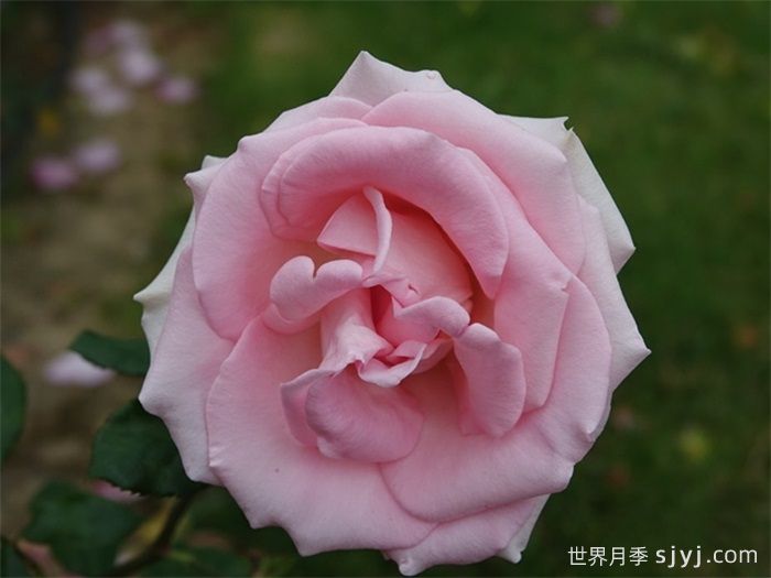 维瓦尔第月季Vivaldi(图1) 维瓦尔第月季Vivaldi(图1)