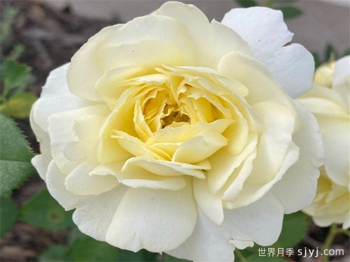 伟大宝贝月季Grand Baby(图1) 伟大宝贝月季Grand Baby(图1)