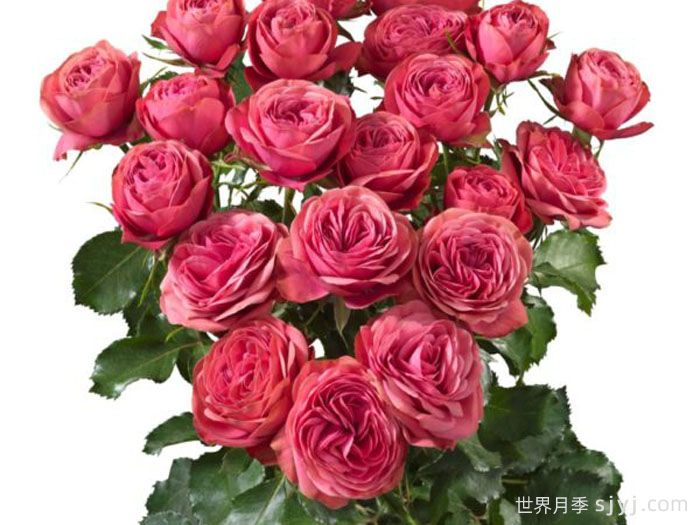 伟大潮流月季Grand Trendsetter(图1)