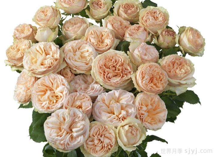 温和潮流月季Gentle Trendsetter(图1)