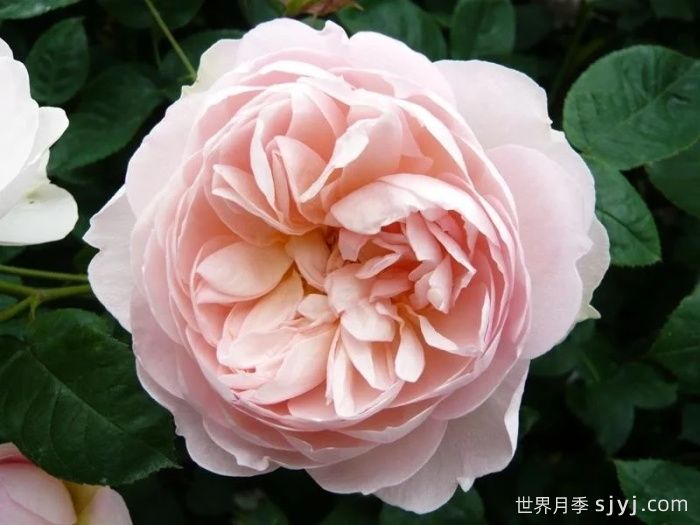 温柔的赫敏月季/仁慈的赫敏月季Gentle Hermione(图3)