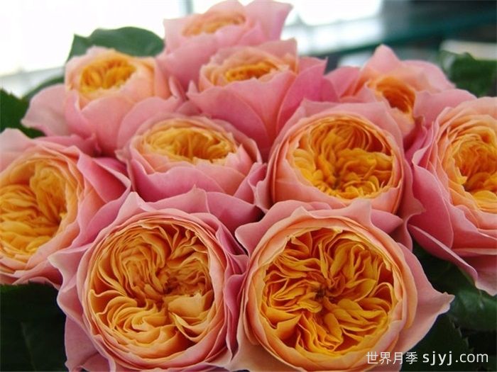 温柔珊瑚心月季/呼呼塞拉/乌乌祖拉Vuvuzela(图1)