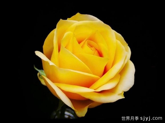 文秀月季/黄文秀(图1)