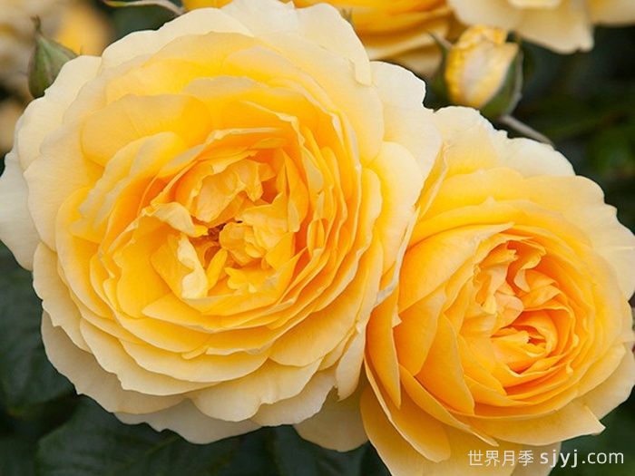 我的爸爸月季My Dad(图1) 我的爸爸月季My Dad(图1)