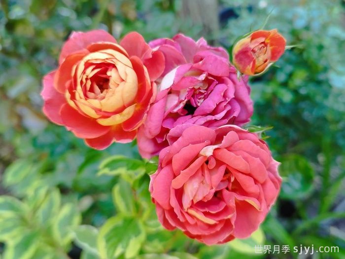 我的孩子月季Child of Mine(图2)