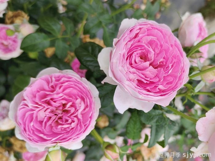 我的心月季Mon Coeur(图3)