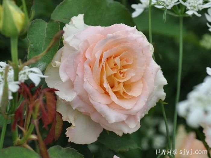 乌列天使神之焰月季/乌列尔/神之焰Uriel(图3)