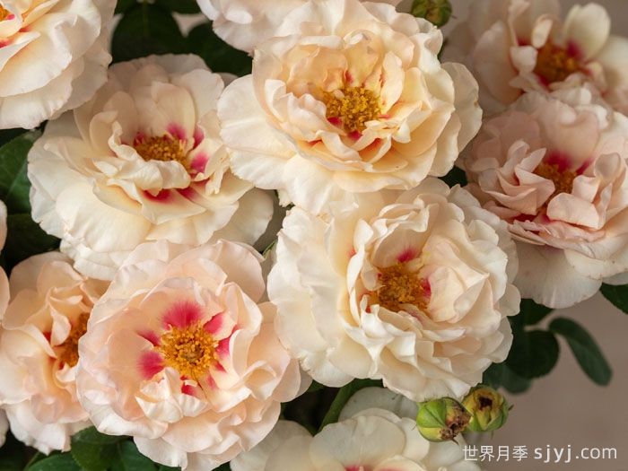 剪秋水月季(图3)