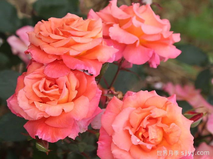 巫术月季Voodoo(图1)