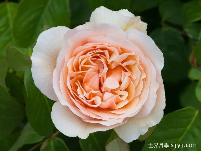 无名的裘德月季/朦胧的朱迪月季Jude the Obscure(图4)