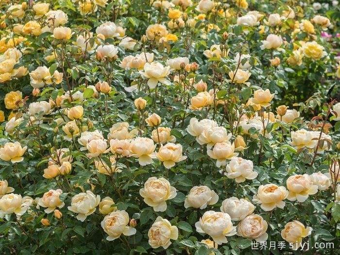 无名的裘德月季/朦胧的朱迪月季Jude the Obscure(图3)