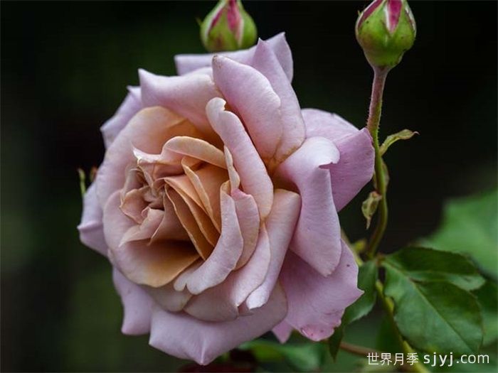 简单华丽月季Simply Gorgeous(图2)