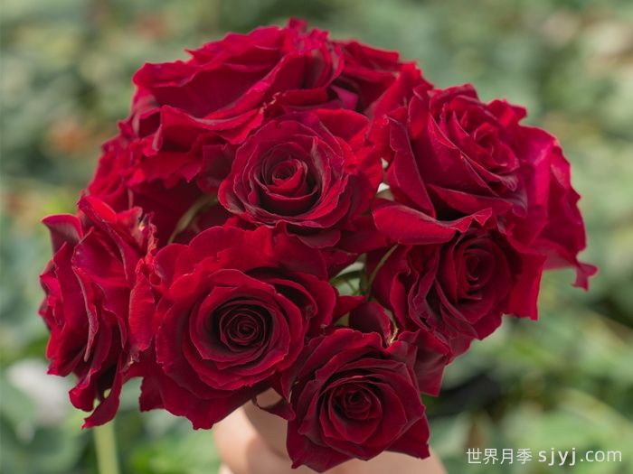 浆梅酒月季(图1)