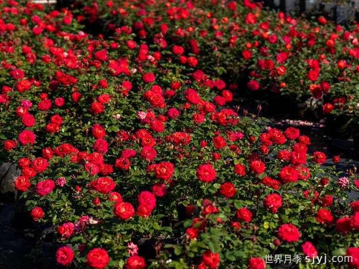 绛桃春月季(图3)