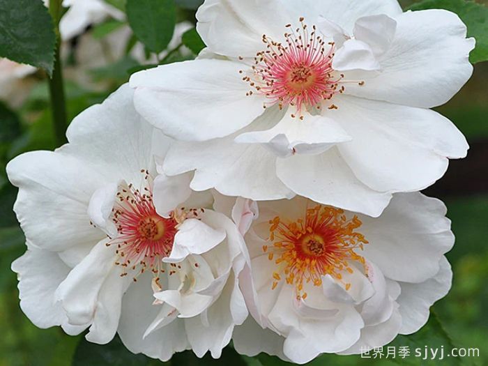 杰奎琳杜普蕾月季Jacqueline du Pre(图1)