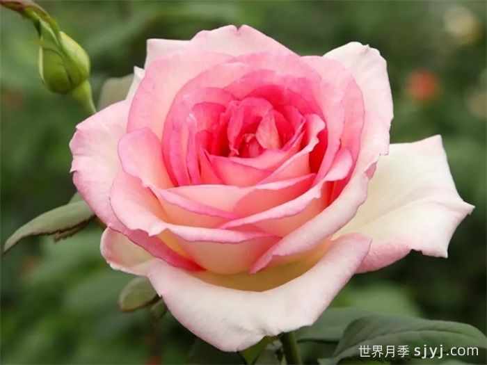 金粉回忆月季/纪念巴登巴登/粉红魔咒Pink Enchantment(图1)