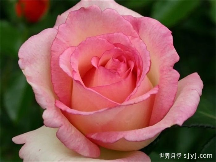 金粉回忆月季/纪念巴登巴登/粉红魔咒Pink Enchantment(图2)