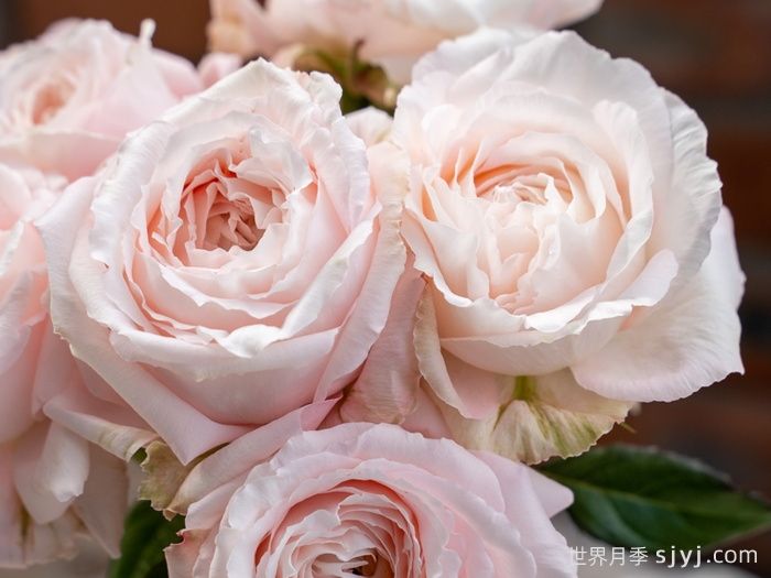 金粉世家月季(图3)