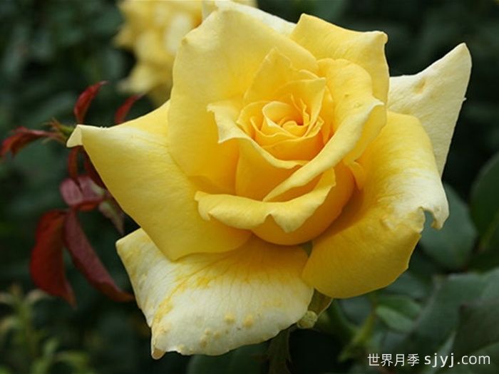 金徽章月季Golden Emblem(图2)