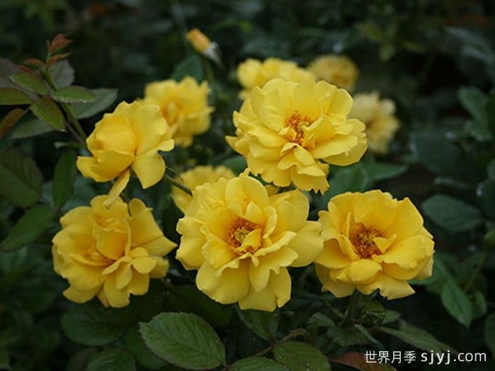 金玛丽月季/金玛莉月季Goldmarie(图2)