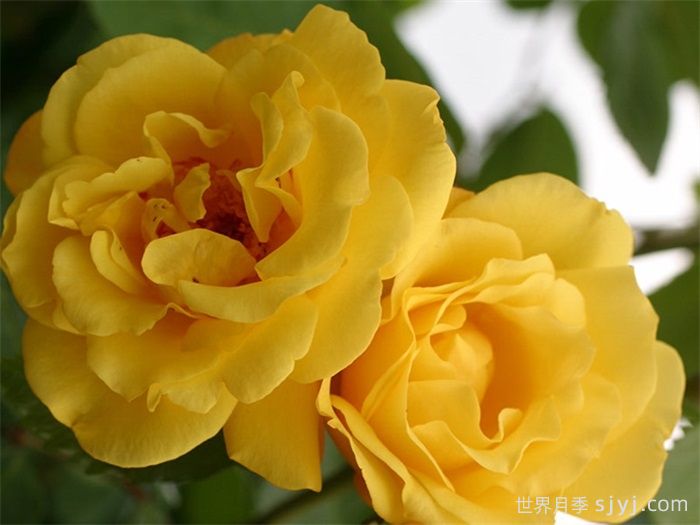 金门月季/金色大门Golden Gate(图1) 金门月季/金色大门Golden Gate(图1)