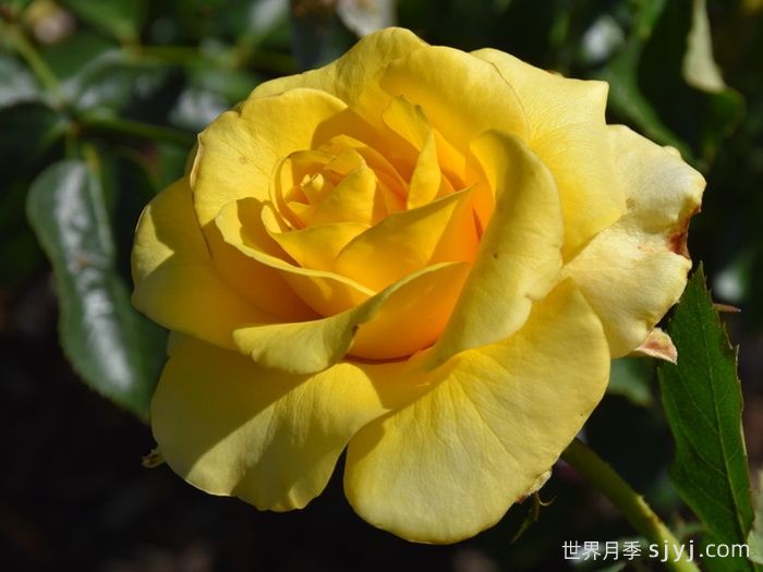 金牌月季Golden Medaillon(图1)