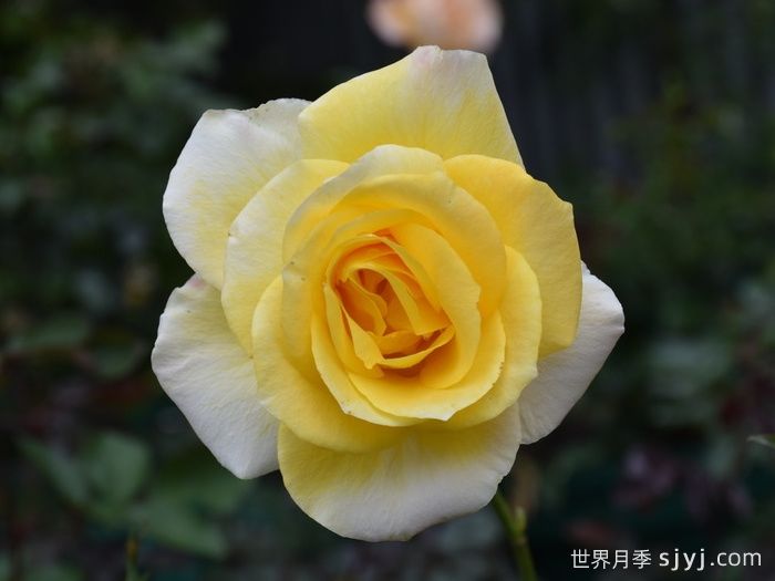 金牌月季Golden Medaillon(图3)