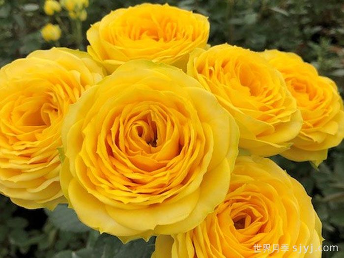 金色潮流月季/奇迹女神月季Golden Trendsetter(图1)