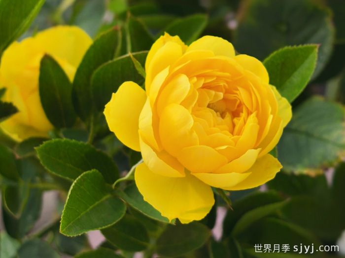 金丝雀月季/富贵金丝鸟月季Canary(图2)