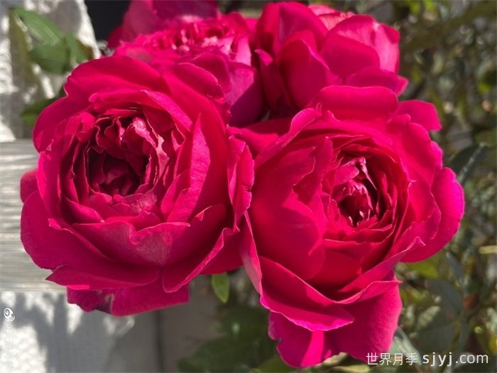 惊鸿月季(天狼)(图4)