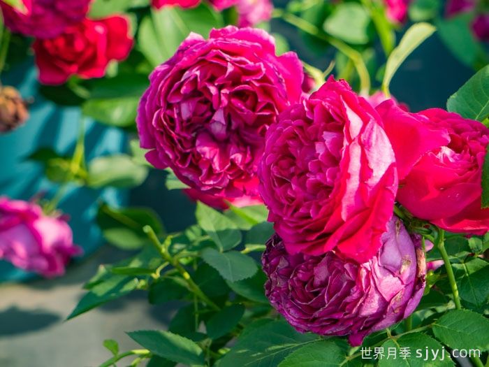 惊鸿月季(天狼)(图6)