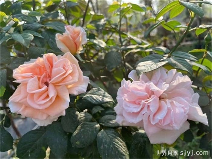 九重香月季Everest Double Fragrance(图3)