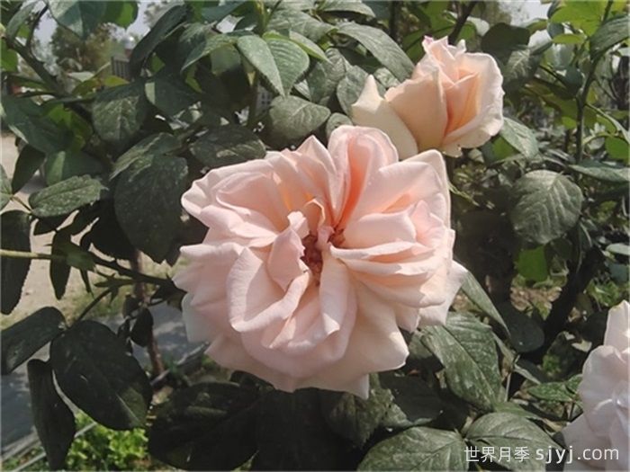 九重香月季Everest Double Fragrance(图2)