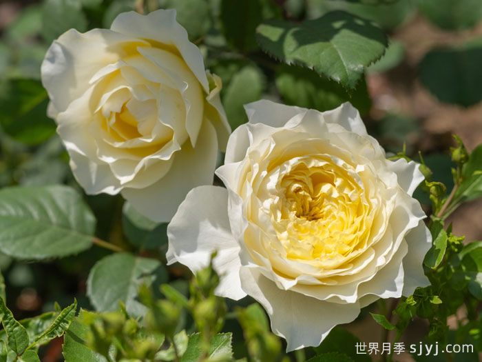 掬水月月季(图2)