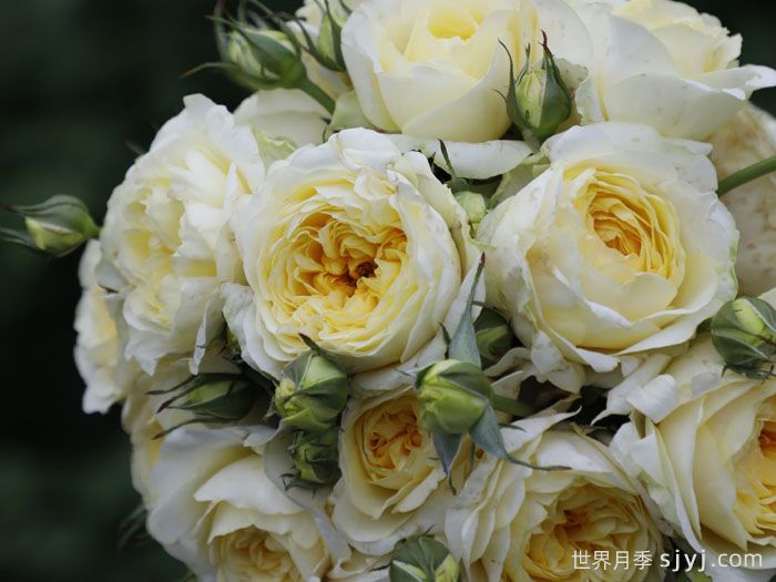 掬水月月季(图3)