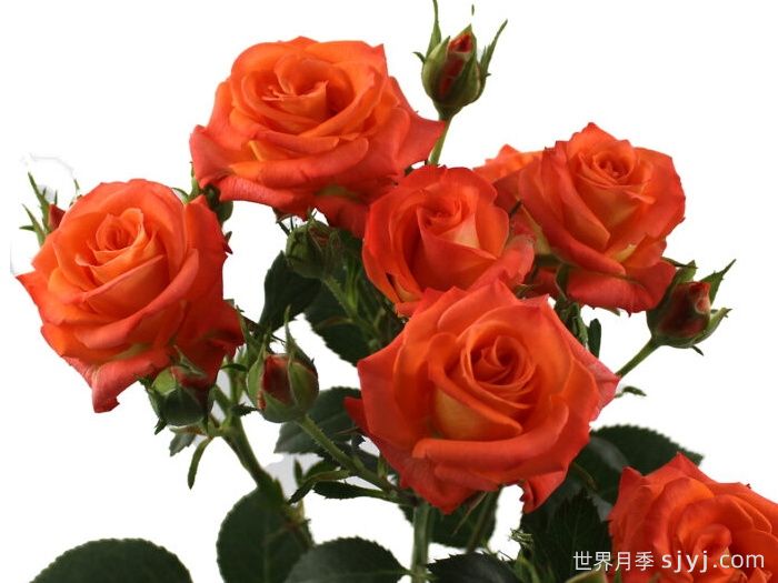 桔橙之花月季Orange Blossoms(图1)