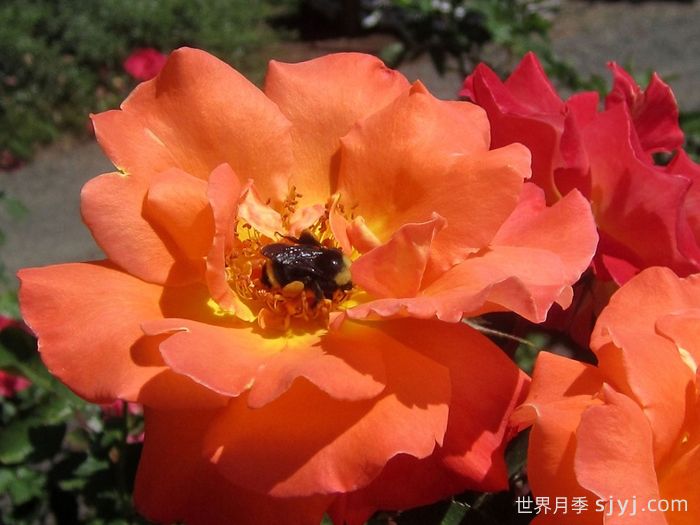 橘红潮月季/橙色波浪Orange Waves(CLEojo)(图2)