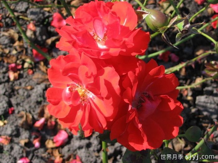 橘红火焰月季/橘色火焰/橘红色火焰Darthuizer Orange Fire(图2)